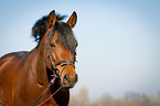 German Riding Pony Portrait