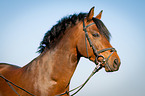 German Riding Pony Portrait