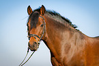 German Riding Pony Portrait