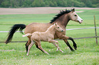 German Riding Ponys