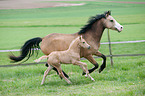 German Riding Ponys