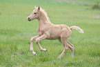 German Riding Pony Foal