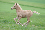 German Riding Pony Foal