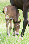 German Riding Ponys