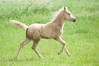 German Riding Pony Foal