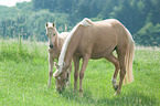 German Riding Ponys