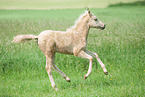 German Riding Pony Foal