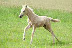 German Riding Pony Foal