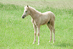 German Riding Pony Foal