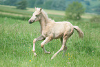 German Riding Pony Foal