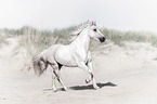 galloping German Riding Pony