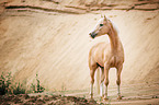 German Riding Pony