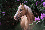 German Riding Pony Portrait