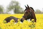 German Riding Pony portrait