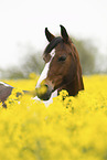 German Riding Pony portrait