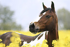 German Riding Pony portrait