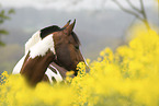 German Riding Pony portrait