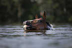 swimming German Riding Pony