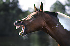 German Riding Pony portrait