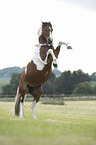 rising German Riding Pony