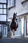 standing German Riding Pony