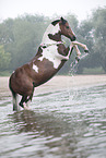 rising German Riding Pony