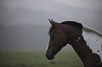 German Riding Pony portrait