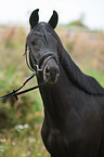 German Riding Pony portrait