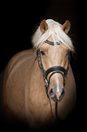 German Riding Pony portrait