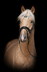 German Riding Pony portrait