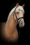 German Riding Pony portrait