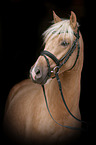 German Riding Pony portrait