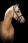 German Riding Pony portrait