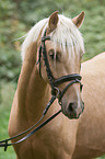 German Riding Pony portrait