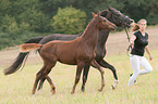 German Riding Pony