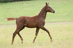 trotting German Riding Pony foal