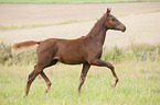 trotting German Riding Pony foal