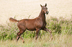 trotting German Riding Pony foal