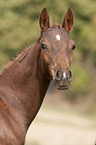 German Riding Pony foal portrait