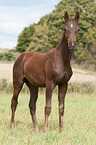 standing German Riding Pony foal