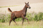 trtotting German Riding Pony foal