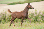 trtotting German Riding Pony foal