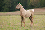 standing German Riding Pony foal