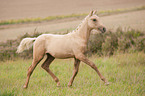 trotting German Riding Pony foal