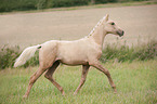 trotting German Riding Pony foal