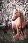 German Riding Pony