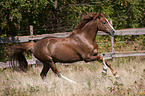 galloping German Riding Pony