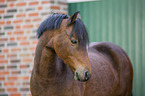 German Riding Pony