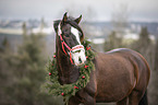 horse with christmas decoration