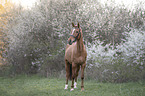 standing German Riding Pony